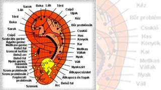 fül akupunkturás helyek