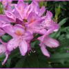Rhododendron kertészet kelenföld